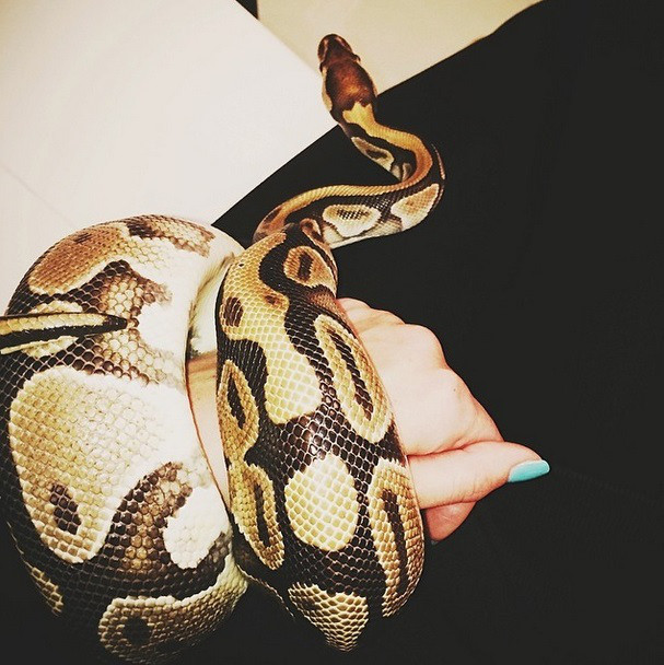 Kendall Jenner snake Kendall Jenner snake